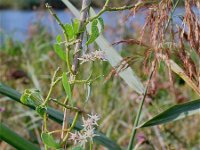 Cynanchum acutum 2, Saxifraga-Jasenka Topic