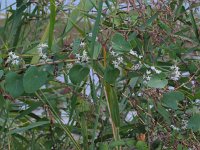 Cynanchum acutum 3, Saxifraga-Jasenka Topic