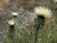 Cynara cardunculus 1, Saxifraga-Piet Zomerdijk