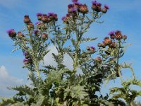 Cynara cardunculus 10, Kardoen, Saxifraga-Ed Stikvoort