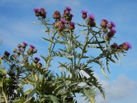 Cynara cardunculus 11, Kardoen, Saxifraga-Ed Stikvoort