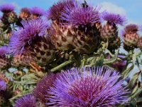 Cynara cardunculus 12, Kardoen, Saxifraga-Ed Stikvoort