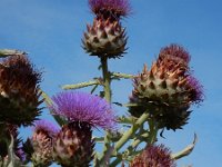 Cynara cardunculus 13 Kardoen, Saxifraga-Ed Stikvoort