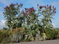 Cynara cardunculus 14, Kardoen, Saxifraga-Ed Stikvoort