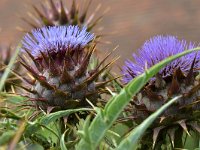 Cynara cardunculus 16, Kardoen, Saxifraga-Tom Heijnen