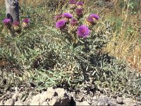 Cynara cardunculus 4, Saxifraga-Inigo Sanchez