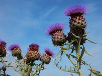 Cynara cardunculus 8, Kardoen, Saxifraga-Ed Stikvoort