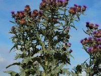 Cynara cardunculus 9, Kardoen, Saxifraga-Ed Stikvoort