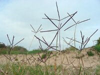Cynodon dactylon 5, Handjesgras, Saxifraga-Ed Stikvoort