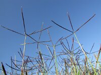 Cynodon dactylon 6, Handjesgras, Saxifraga-Ed Stikvoort