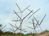 Cynodon dactylon 7, Handjesgras, Saxifraga-Ed Stikvoort