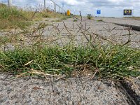 Cynodon dactylon 8, Handjesgras, Saxifraga-Ed Stikvoort