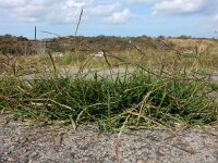 Cynodon dactylon 9, Handjesgras, Saxifraga-Ed Stikvoort