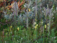 Cynosurus cristatus 52, Kamgras, Saxifraga-Ed Stikvoort