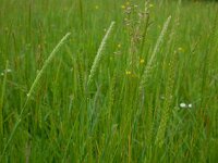 Cynosurus cristatus 55, Kamgras, Saxifraga-Ed Stikvoort