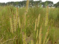 Cynosurus cristatus 57, Kamgras, Saxifraga-Ed Stikvoort