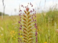 Cynosurus cristatus 58, Kamgras, Saxifraga-Ed Stikvoort