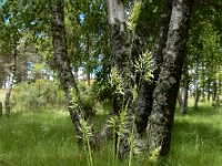 Cynosurus echinatus 12, Stekelkamgras, Saxifraga-Ed Stikvoort