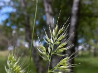 Cynosurus echinatus 13, Stekelkamgras, Saxifraga-Ed Stikvoort