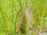 Cynosurus echinatus 6, Stekelkamgras, Saxifraga-Rutger Barendse