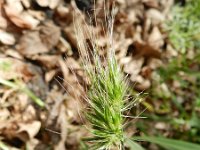 Cynosurus echinatus 7, Stekelkamgras, Saxifraga-Rutger Barendse