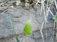 Cynosurus echinatus 8, Stekelkamgras, Saxifraga-Rutger Barendse