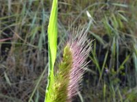 Cynosurus echinatus 9, Stekelkamgras, Saxifraga-Rutger Barendse