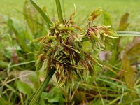 Cyperus eragrostis 26, Bleek cypergras, Saxifraga-Ed Stikvoort