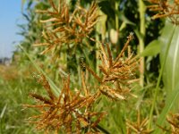 Cyperus esculentus 11, Knolcyperus, Saxifraga-Ed Stikvoort : Beuningerwaard en Ewijkplaat s9900