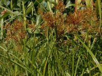 Cyperus esculentus 14, Knolcyperus, Saxifraga-Ed Stikvoort : Beuningerwaard en Ewijkplaat s9900