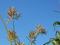 Cyperus esculentus 17, Knolcyperus, Saxifraga-Ed Stikvoort : Beuningerwaard en Ewijkplaat s9900