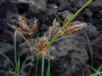 Cyperus rotundus