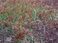 Cyperus rotundus 3, Saxifraga-Ed Stikvoort