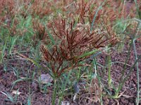 Cyperus rotundus 4, Saxifraga-Ed Stikvoort