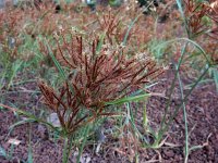 Cyperus rotundus 6, Saxifraga-Ed Stikvoort