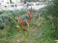 Cyperus rotundus 9, Saxifraga-Jasenka Topic