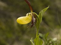 Cypripedium calceolus 30, Vrouwenschoentje, Saxifraga-Marijke Verhagen