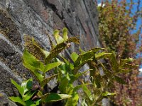 Cyrtomium falcatum 15, IJzervaren, Saxifraga-Ed Stikvoort