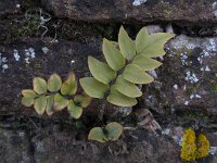 Cyrtomium fortunei 4, Smalle ijzervaren, Saxifraga-Ed Stikvoort