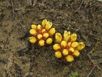 Cytinus hypocistis 12, Saxifraga-Jan van der Straaten