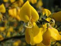 Cytisus scoparius 64, Brem, Saxifraga-Luuk Vermeer