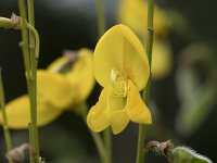 Cytisus scoparius 66, Brem, Saxifraga-Willem van Kruijsbergen