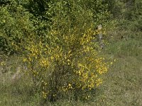 Cytisus scoparius 67, Brem, Saxifraga-Willem van Kruijsbergen