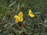 Cytisus scoparius 68, Brem, Saxifraga-Willem van Kruijsbergen