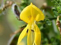 Cytisus scoparius 69, Gewone brem, Saxifraga-Sonja Bouwman  749. Gewone brem - Cytisus scoparius - Fabaceae familie (i) Havelterberg