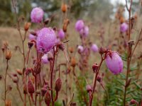 Daboecia cantabrica 10, Saxifraga-Ed Stikvoort