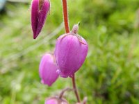 Daboecia cantabrica 13, Saxifraga-Rutger Barendse