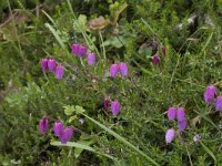 Daboecia cantabrica 21, Saxifraga-Willem van Kruijsbergen