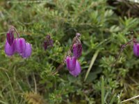 Daboecia cantabrica 22, Saxifraga-Willem van Kruijsbergen