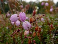 Daboecia cantabrica 4, Saxifraga-Ed Stikvoort